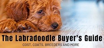 The Labradoodle Buyer's Guide: Cost, Coats, Breeders And More