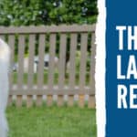 The Ultimate Labradoodle Rescue Guide: How And Where To Find Them