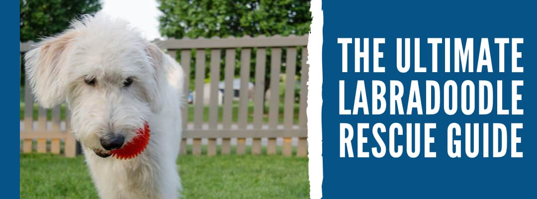 The Ultimate Labradoodle Rescue Guide