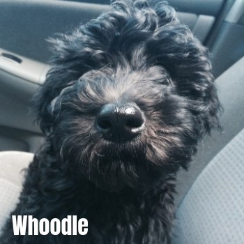 Whoodle