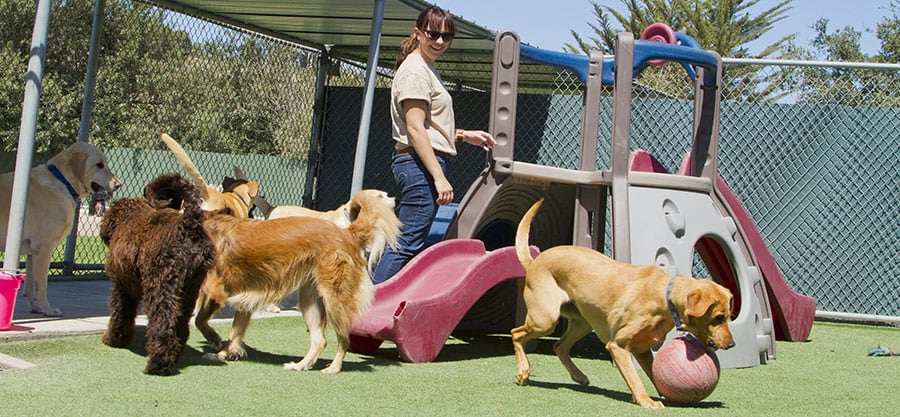 Dog Daycare