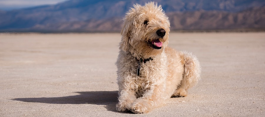 How Do I Stop My Labradoodle Puppy From Barking