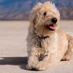 How Do I Stop My Labradoodle Puppy From Barking? (2023)