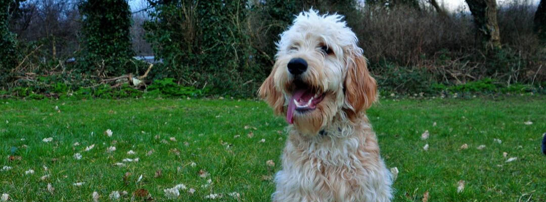 labradoodle mating