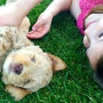 Labradoodle Puppy Biting