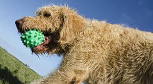 The Labradoodle Exercise Guide