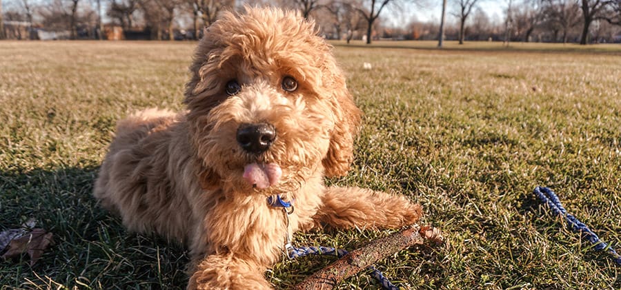 When do Labradoodle Puppies Lose Their Puppy Coat