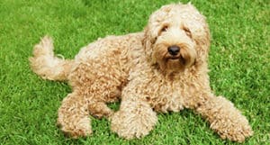 Why Do Labradoodle Puppies Chew Grass