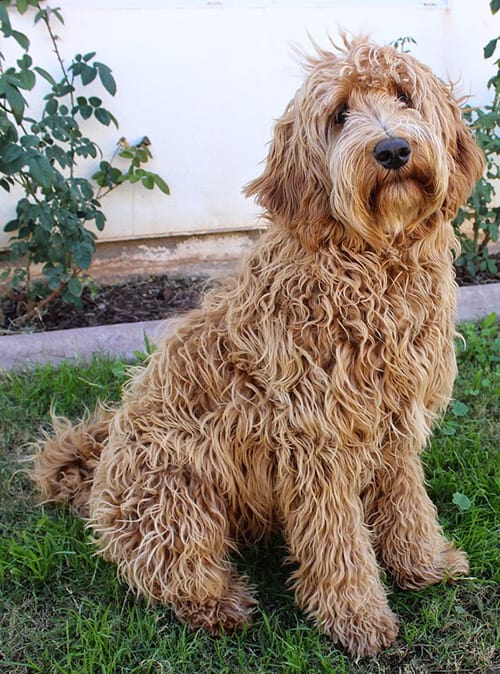 fleece coat labradoodle