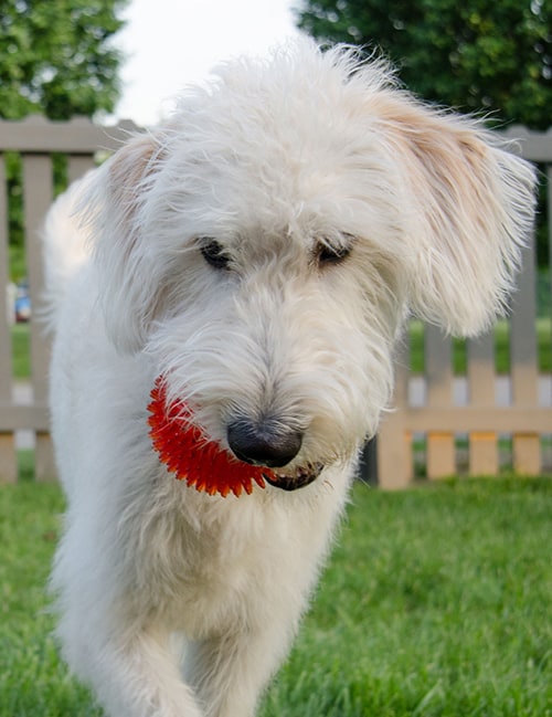 flat haired labradoodle