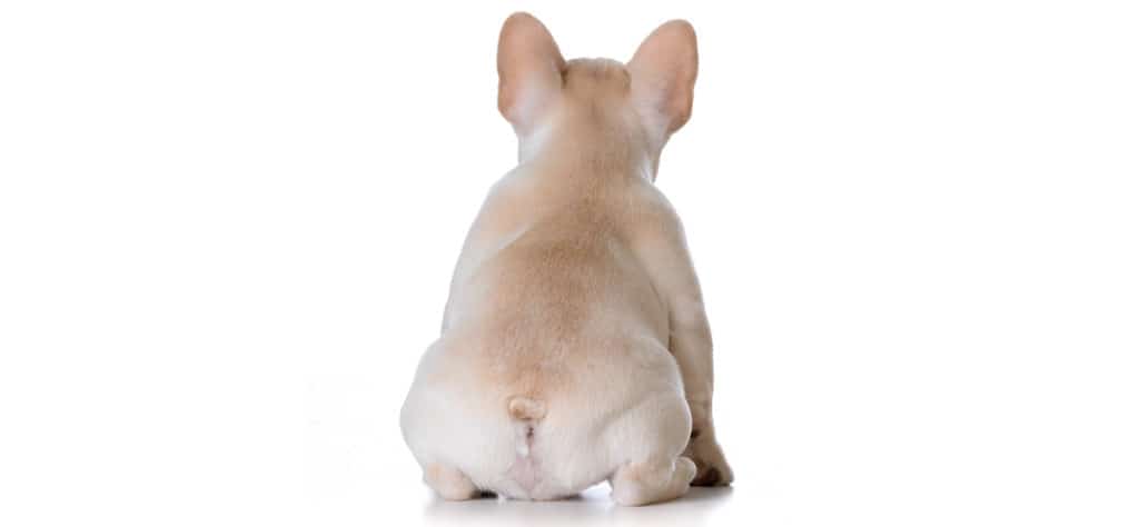 Are French Bulldogs Born With Tails