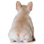 Are French Bulldogs Born With Tails