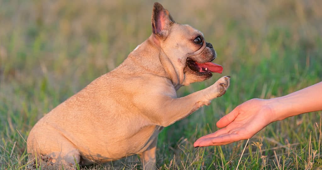 are bulldogs easy to train