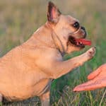 Are French Bulldogs Easy Or Hard To Train? What To Teach First