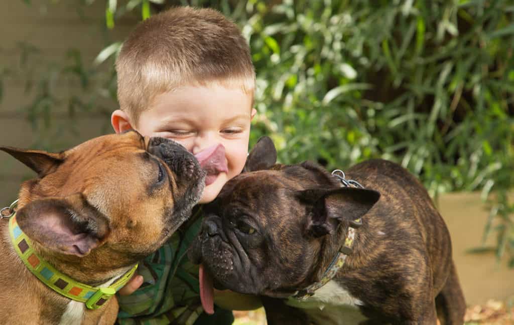 french bulldog with children