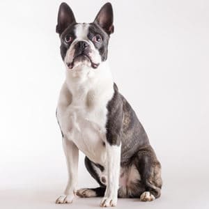 terrier french pozie
