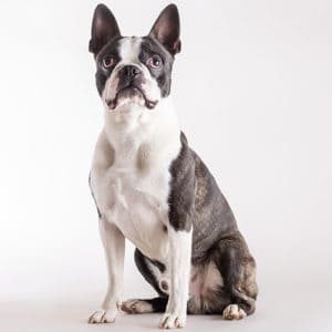 Boston Terrier Portrait