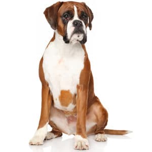 Boxer dog sitting nicely