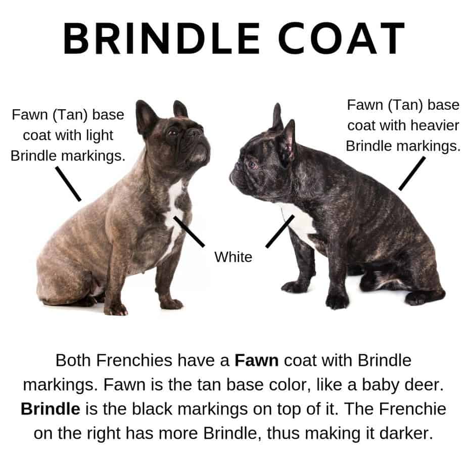 Droll Blue Tan And White French Bulldog