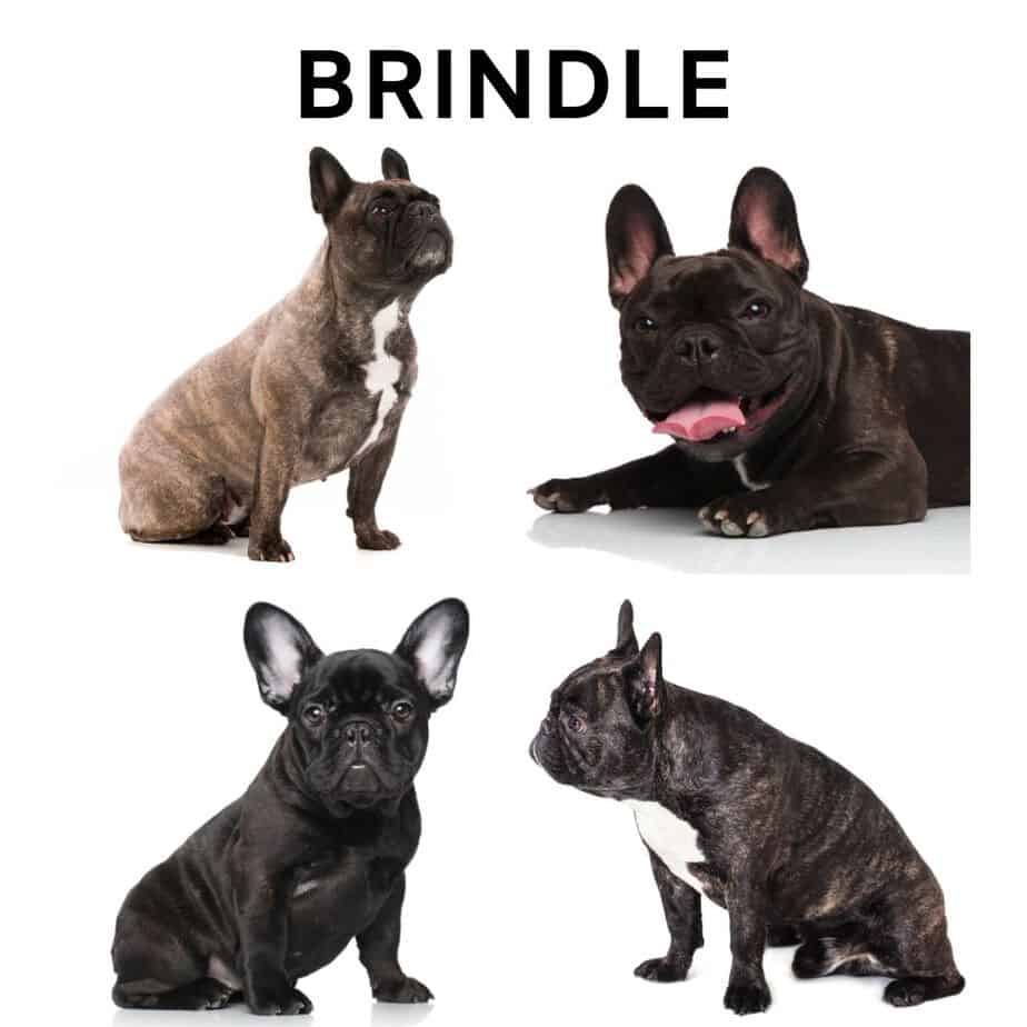 black brindle bulldog