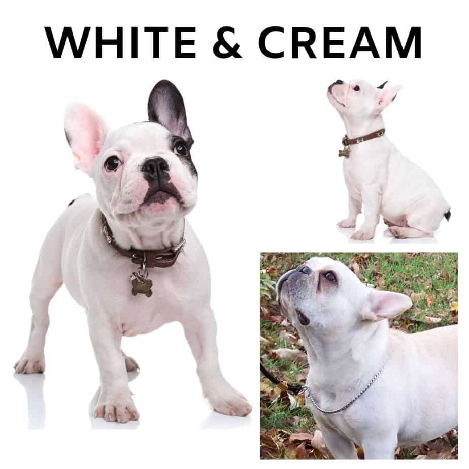 Cream and White French Bulldogs