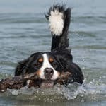 Do Bernedoodles Like To Swim?