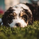 Do Bernedoodles Shed?