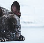 Do French Bulldogs Do Well At Home Alone