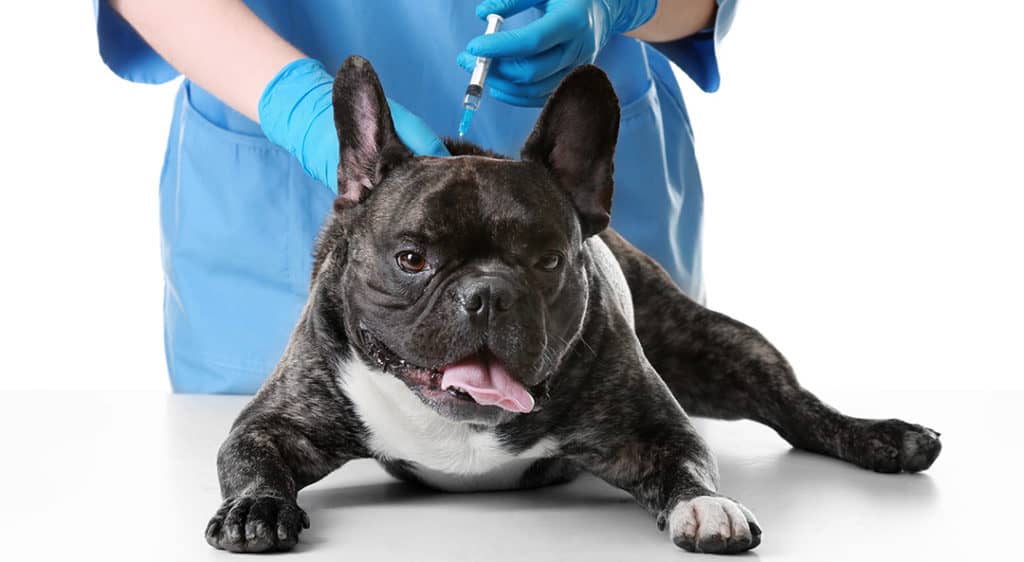 Do French Bulldogs Have Health Issues