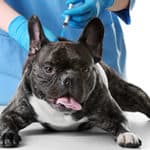 Do French Bulldogs Have Health Issues And Limitations?