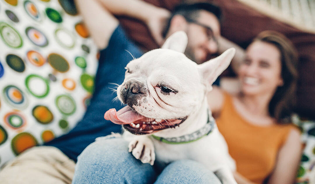 Do French Bulldog laying on the lap of his owner