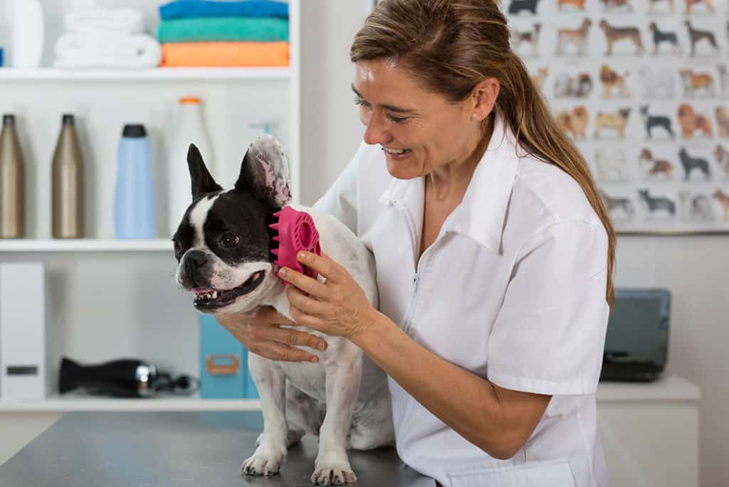 dog brush for french bulldog