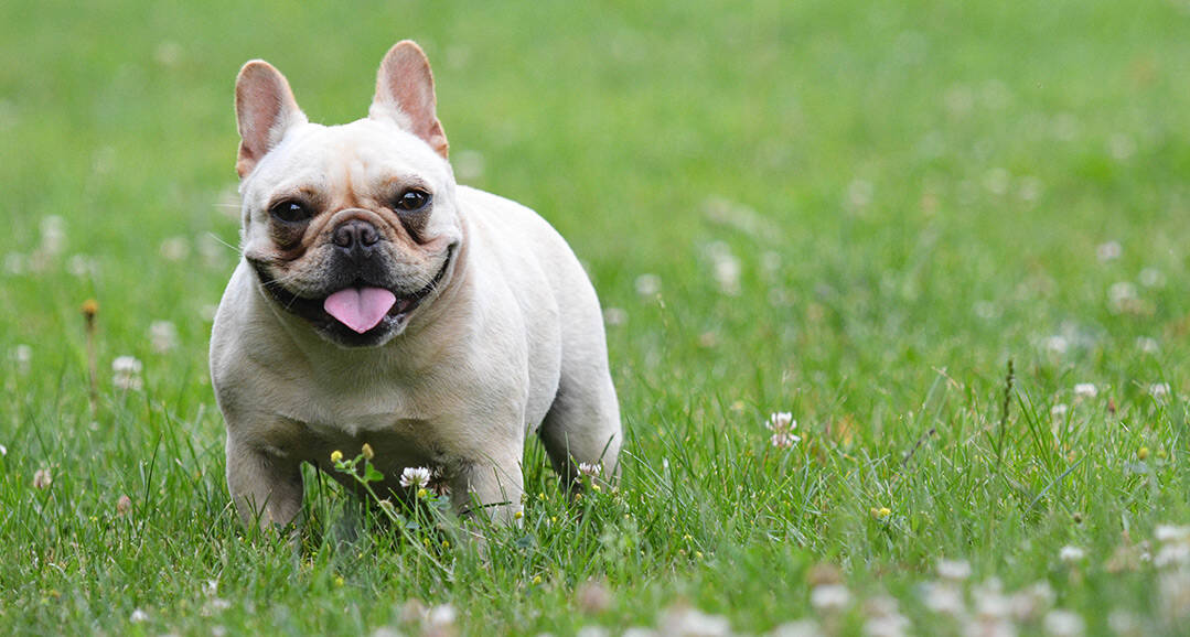 French Bulldog in grass panting