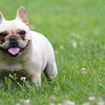 Do French Bulldogs Overheat? (Plus Tips For Keeping Them Cool) (2023)