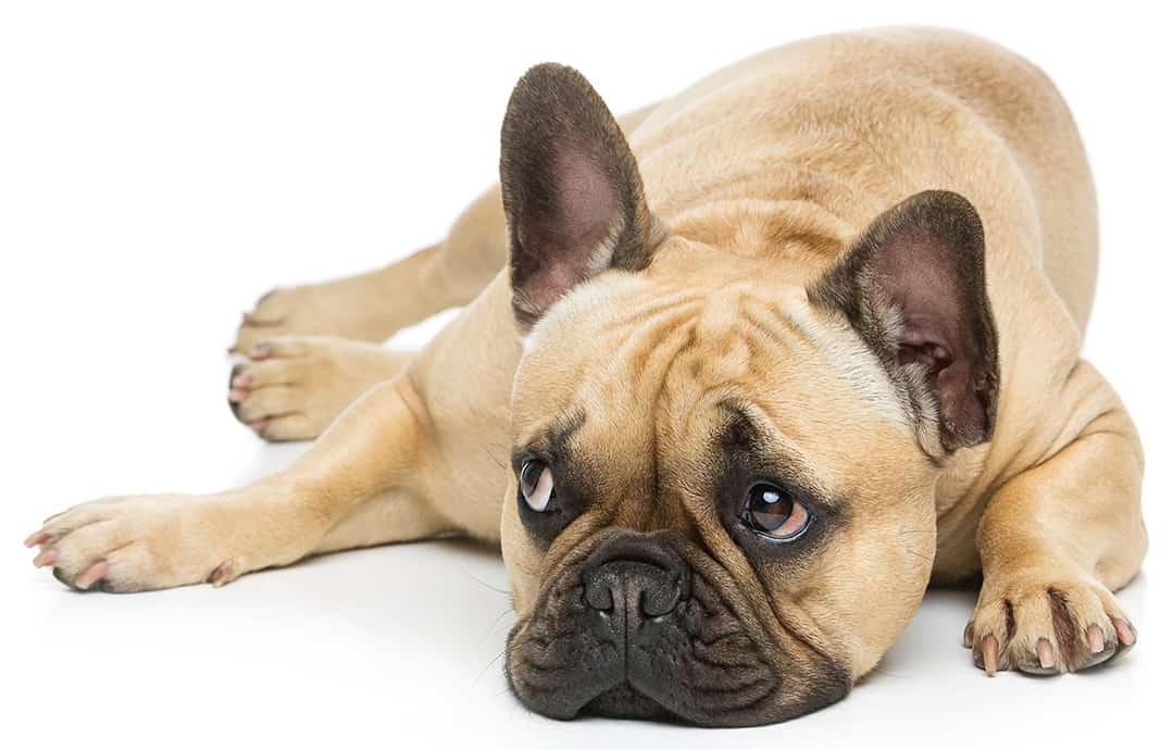 bulldog shedding