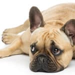 Do French Bulldogs Shed? (And How To Care For Their Coat)