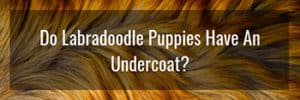 Do Labradoodle Puppies Have An Undercoat
