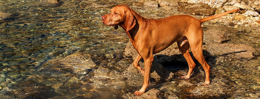 Do Vizslas Like To Swim?