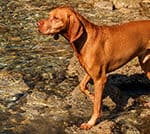 Do Vizslas Like To Swim?