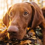 Do Vizslas Shed?