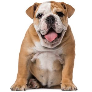 English Bulldog Portrait