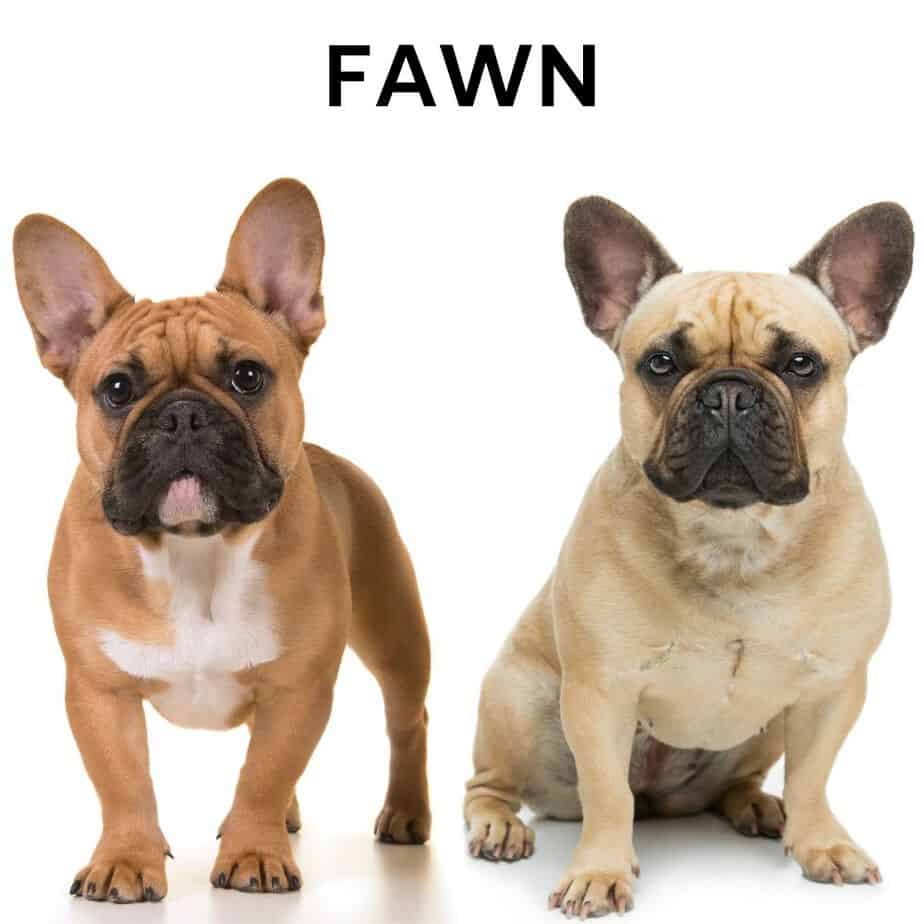 Fawn French Bulldogs
