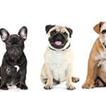 French Bulldog Compared To: Pug, Boston Terrier, Bulldog, Boxer (2023)