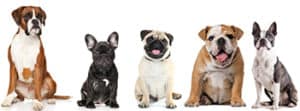 French Bulldog Compared To: Pug, Boston Terrier, Bulldog, Boxer