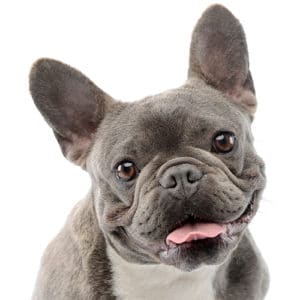 French Bulldog Portrait