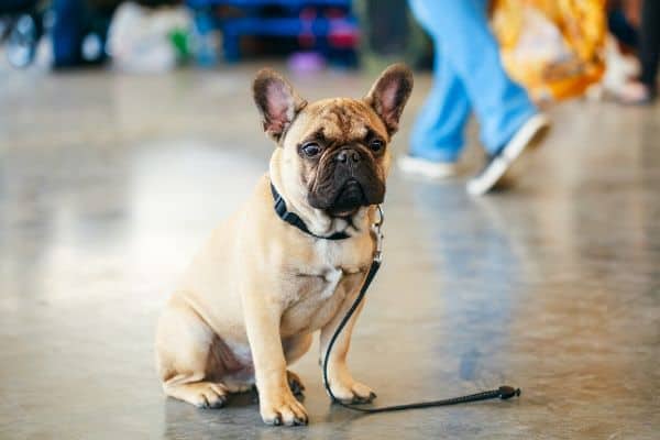 French Bulldog at the airport