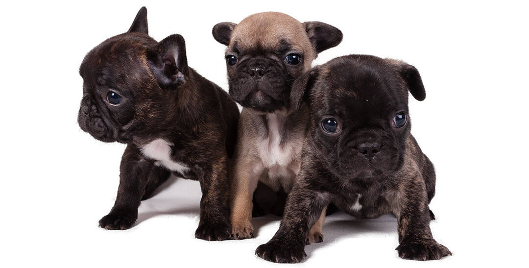 different types of french bulldogs