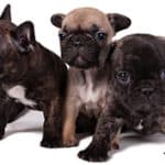 How Big Do French Bulldogs Get And Are There Different Sizes?