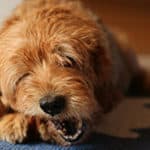 How Long Do Labradoodle Puppies Teethe