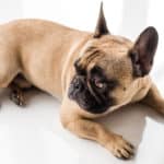 French Bulldog Puppy Costs | Real Breeder Examples & Prices